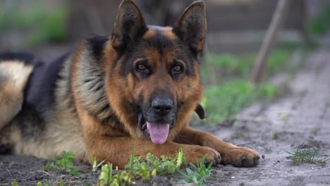 beautiful german shepherd dog outdoor