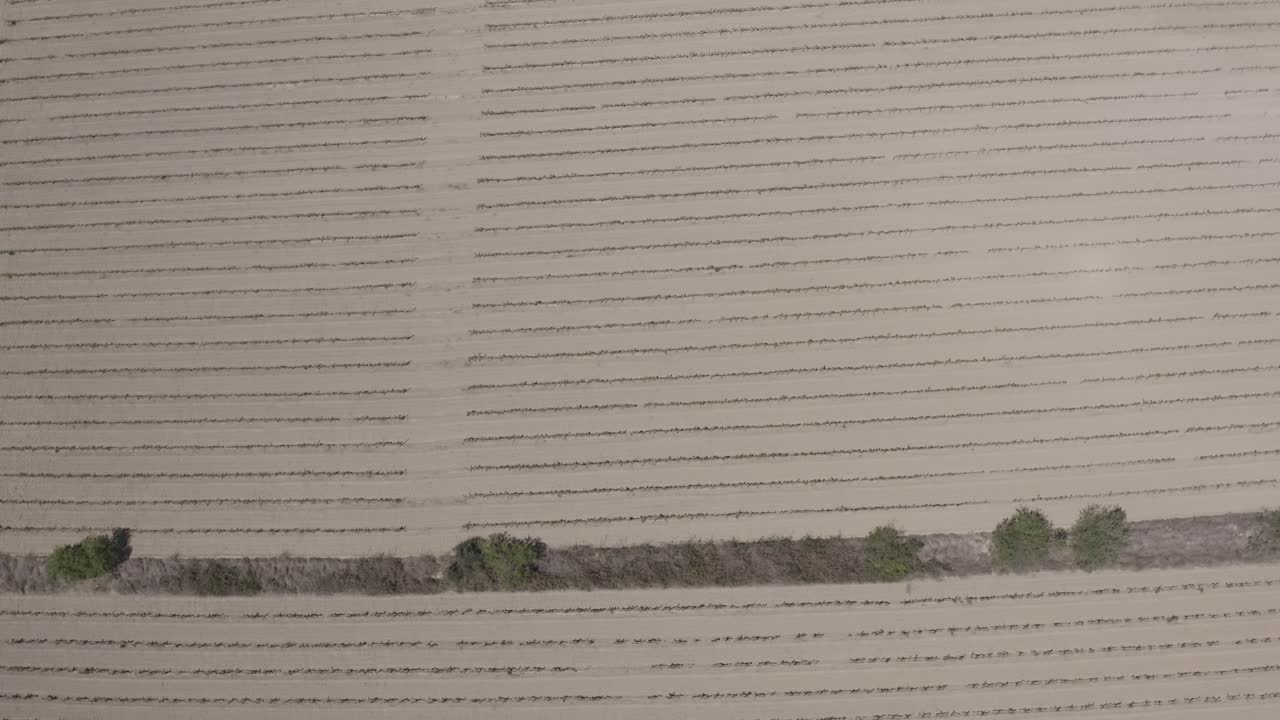 campos con viñedos, olivos