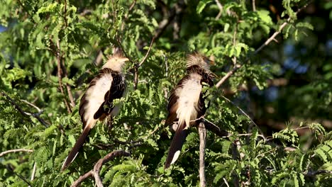 guira cuckoo at dawn in a tree in the pantanal of brazil