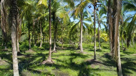 Drone-shot-flying-trough-coconut-farm.-FLY-FORWARD