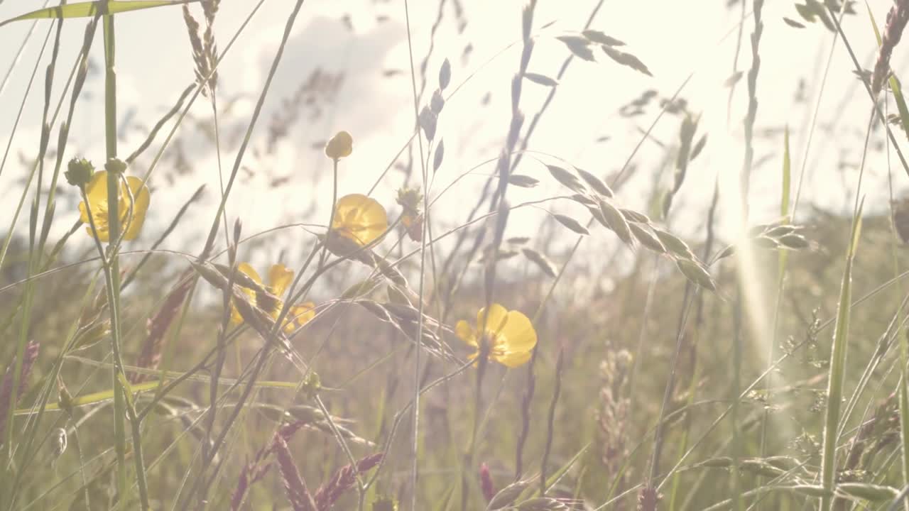 농촌 초원에 미나리 야생 꽃