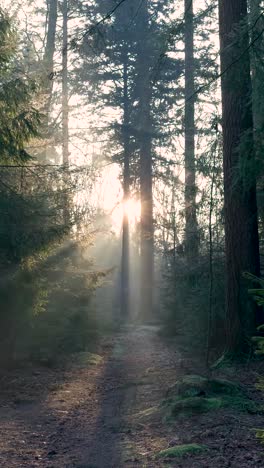 el amanecer en el bosque de niebla