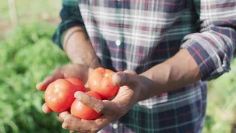 Video-of-happy-african-american-man-holding-tomatoes