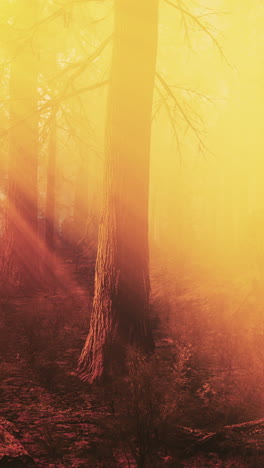 golden hour forest