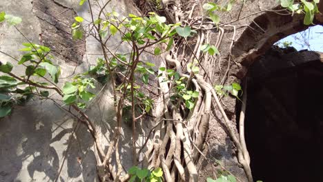 plant creeping up of brick wall of ruins of an old church