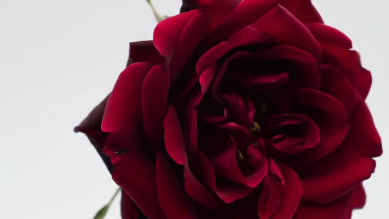 Captivating Transformation of a Rose: Witness the Unfolding Beauty of a Red Blossom from Bud to Full Bloom