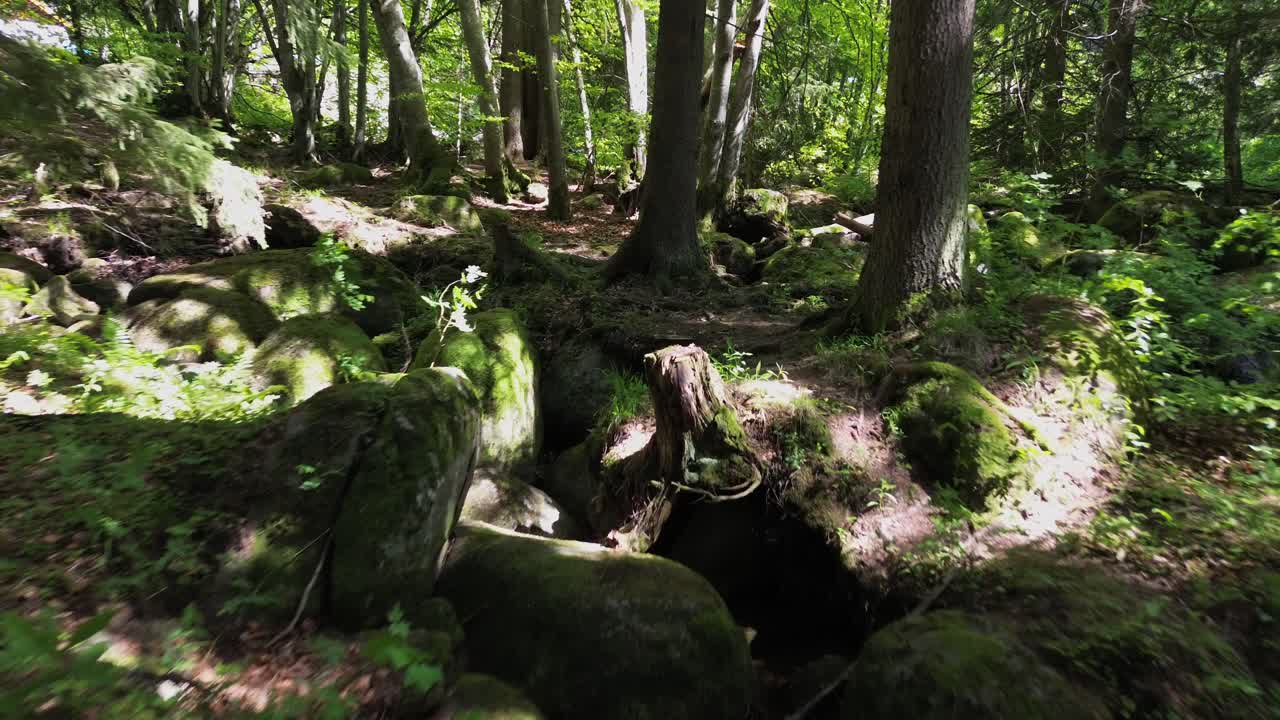moviéndose a través de un denso bosque verde y pasando por un pequeño río lleno de rocas cubiertas de musgo