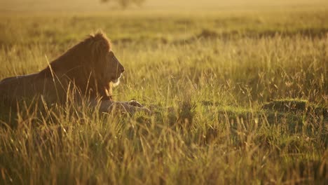 male lion, african wildlife in beautiful sunrise sun light, animal in savannah landscape in long grasses in masai mara national reserve, kenya on africa safari in maasai mara, warm orange sunlight