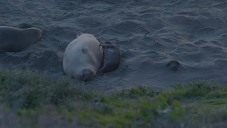 Toma-Estacionaria-En-Cámara-Lenta-De-Padre-Elefante-Marino-Y-Bebé-Elefante-Marino-Acostados-Juntos-En-La-Playa