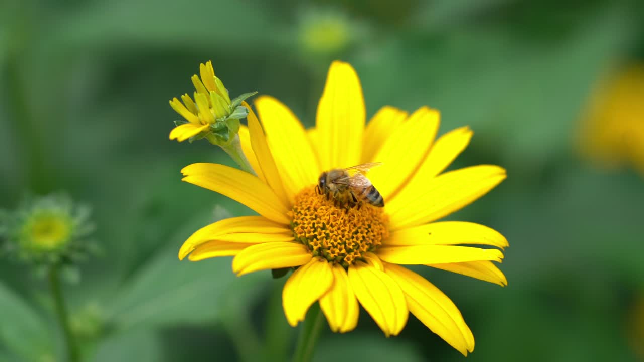 Ape su fiore giallo che raccoglie