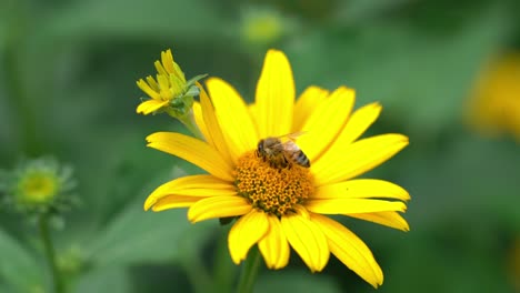 Abeja-En-La-Recolección-De-Flores-Amarillas