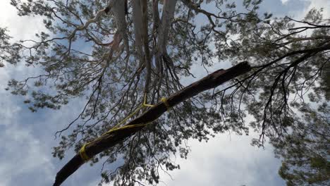 a stick tree swing hanging from a rope, view from directly below