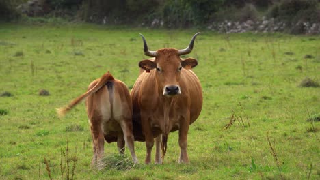 Calf-drinking-milk-from-mother-cow-with-horns-at-organic-agriculture