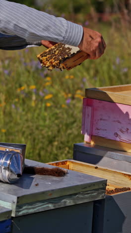 beekeeping process. apiarist inspecting bees near beehives. beekeeper looking after bees on frame on the apiary. vertical video
