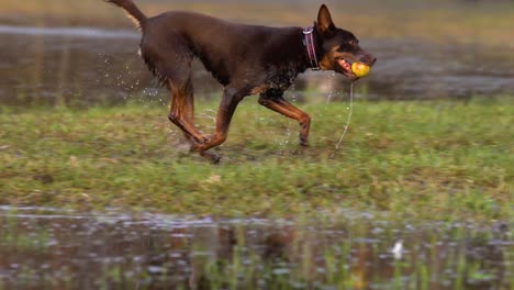 Perro-Rojo-Y-Marrón-Corre-A-Través-De-Un-Prado-Anegado-Con-Una-Bola-Amarilla-En-La-Boca