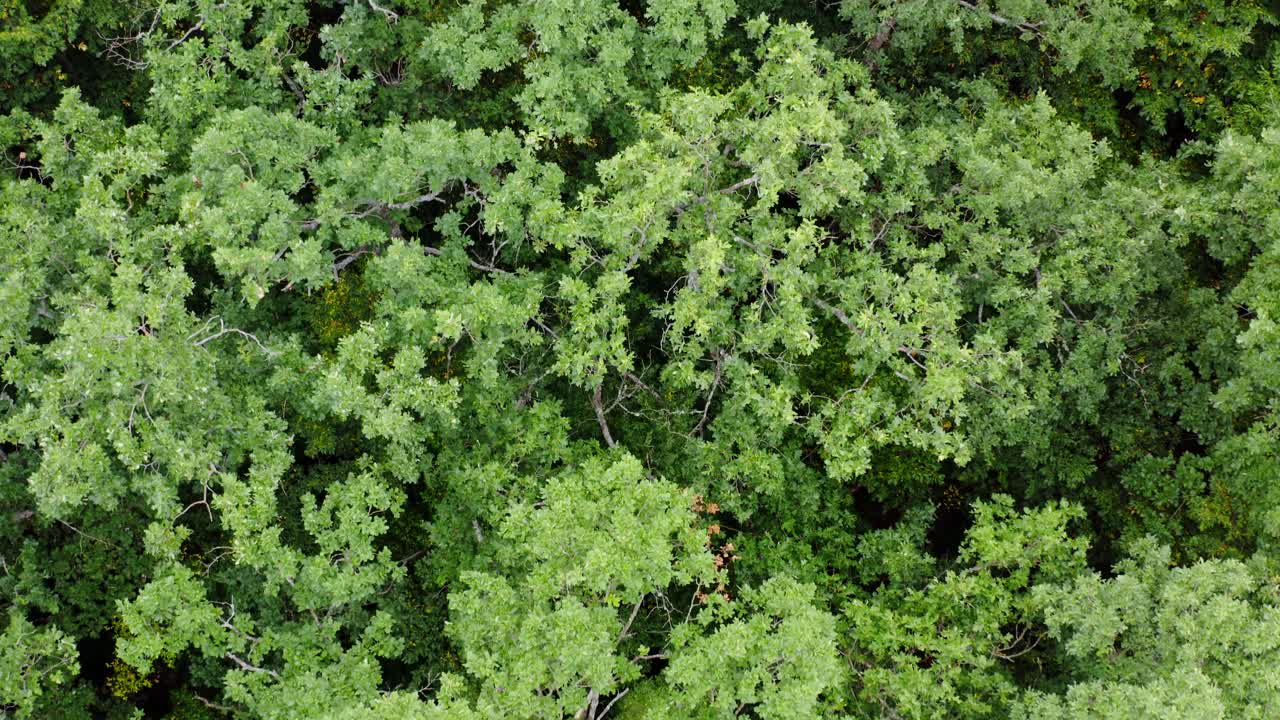 Forest from above. Aerial drone shot above green trees