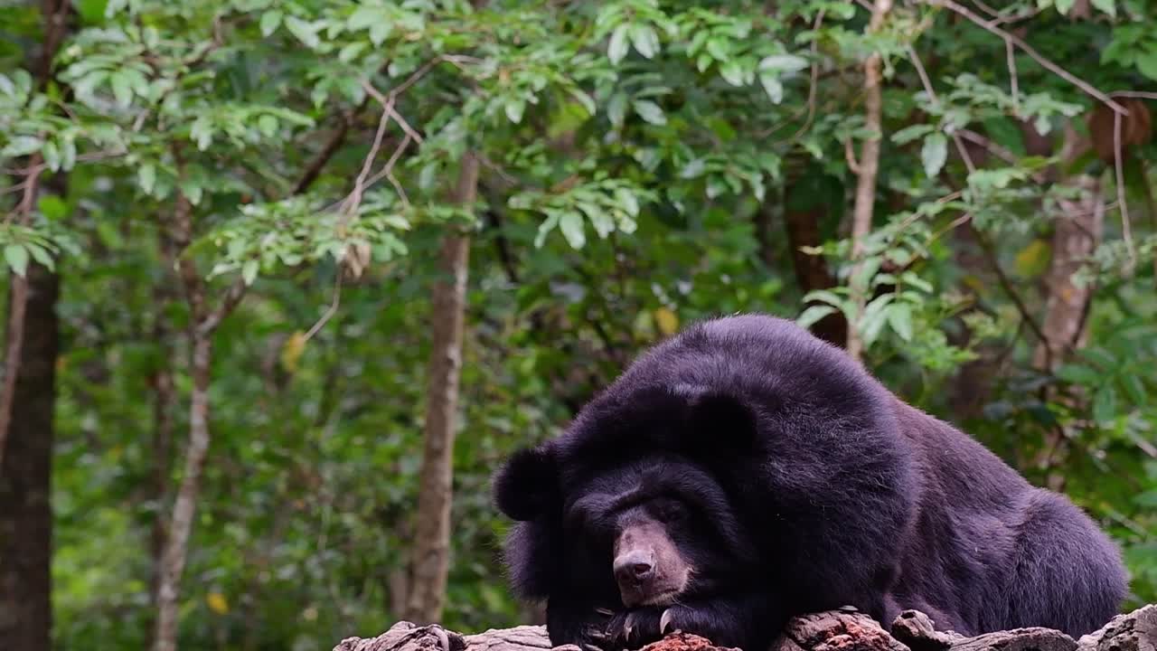 oso malayo a punto de quedarse dormido, helarctos malayanus