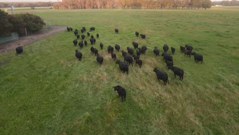 siguiendo a las vacas negras caminando en el campo del prado durante la puesta de sol en la granja del campo en el río margaret, australia occidental