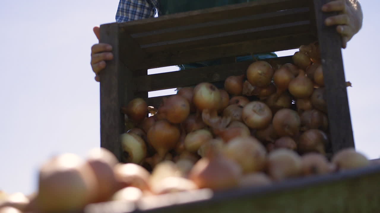 Farmer harvesting onions from wooden crate