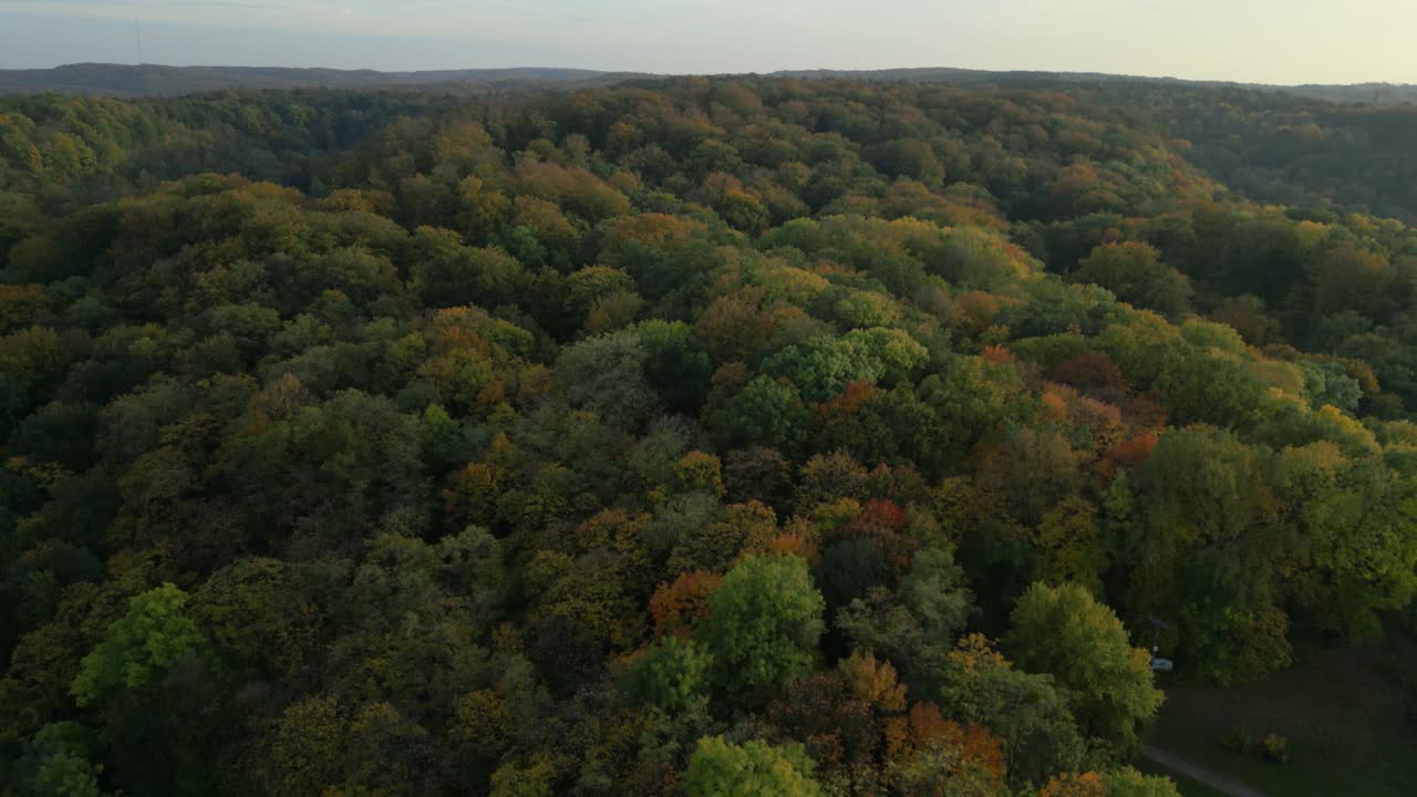 Aerial view of autumn forest