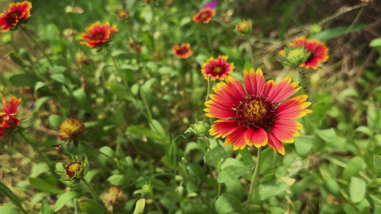 Nærbilde av en levende Gaillardia teppeblomst med sterke røde og gule kronblader som blomstrer mot en mykt uskarpt grønn hagebakgrunn