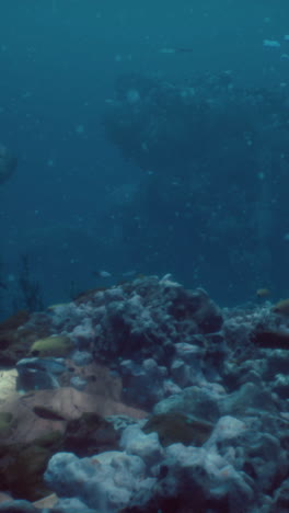 underwater coral reef with fish