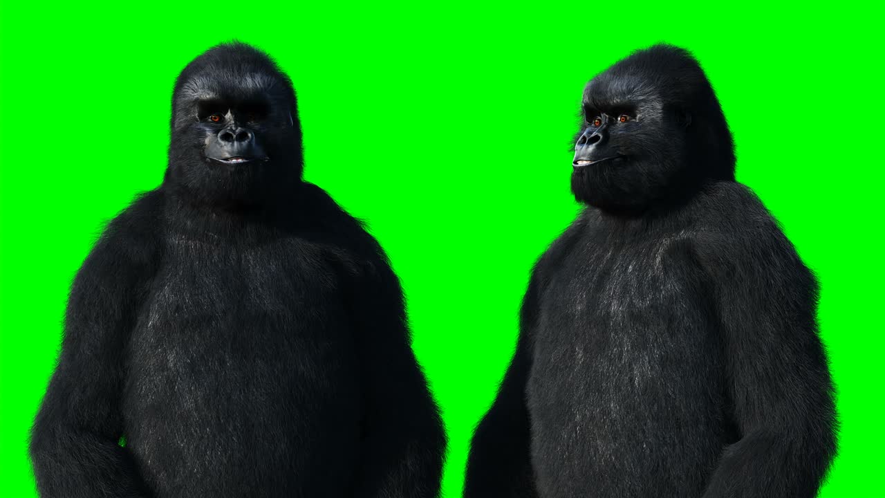Gorilla parlante divertente. Pelliccia realistica. Animazione green screen.