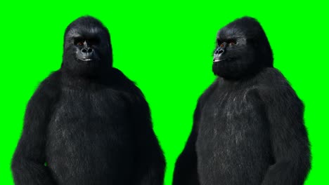 el gorila que habla graciosamente, el pelaje realista, la animación en pantalla verde.