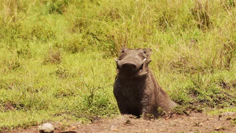 fotografía en cámara lenta de un jabalí bañándose en un charco poco profundo de barro, descansando y enfriándose en el hábitat natural de la reserva nacional de maasai mara, kenia, áfrica animales salvajes en masai mara