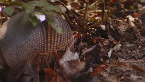 Un-Armadillo-De-Nueve-Bandas-Atraviesa-Las-Hojas-En-Busca-De-Comida