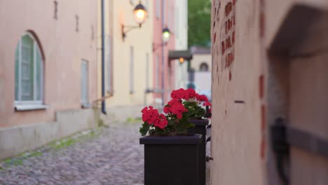 red flowers in an old alleyway. reveal shot