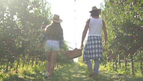couple walking through an apple orchard during harvest