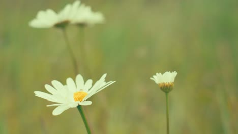daisies and wildflowers in a soft, dreamy meadow. captures the essence of a serene summer day and natural beauty.