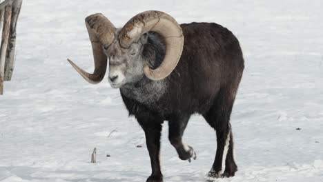 Thick-Horned-Male-Thinhorn-Mountain-Sheep-In-Yukon,-Canada