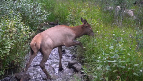 young mule deer crossing creek in wilderness of rocky mountain, colorado, usa