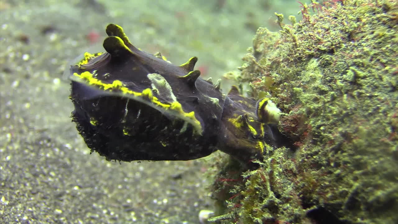 female flamboyant cuttlefish laying eggs into coconut shell