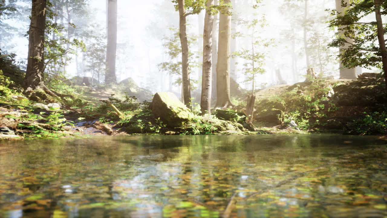 riacho de floresta tranquilo