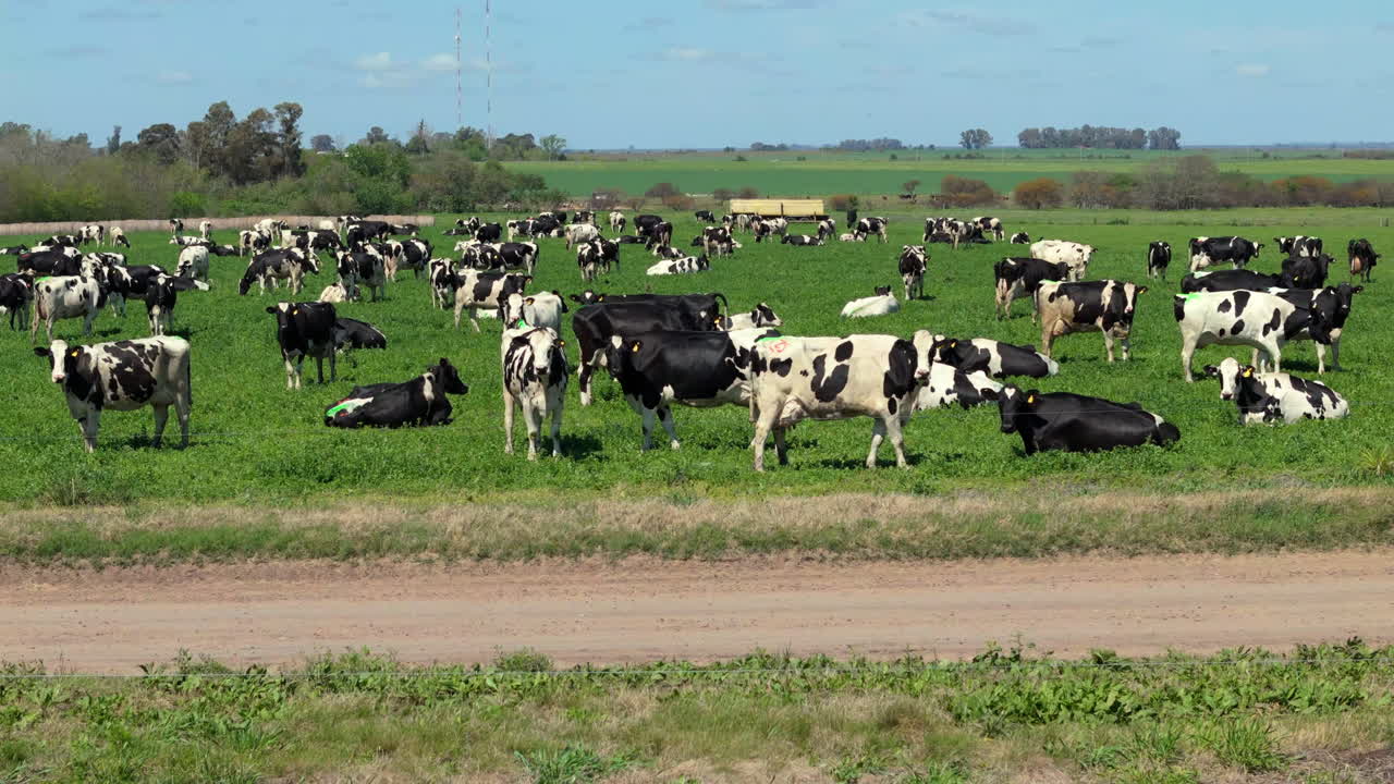 Aerial view of Holstein cows grazing on extensive pastures, dairy production. Economic growth. Argentina. 4k.