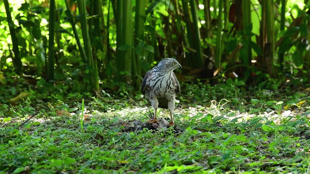 shikra alimentándose de otro pájaro en el suelo, esta ave de rapiña atrapó un pájaro para desayunar y estaba ocupado comiendo, luego se asustó y se fue