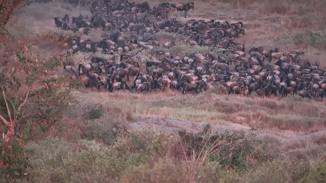 Massive herd of wildebeest gathering and stampeding before crossing the river, during the Great Migration period in Serengeti National Park at sunset, dramatic wildlife spectacle on African plains