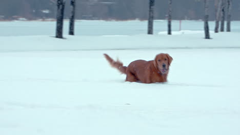 golden retriever dog happily leaping through snow covered park