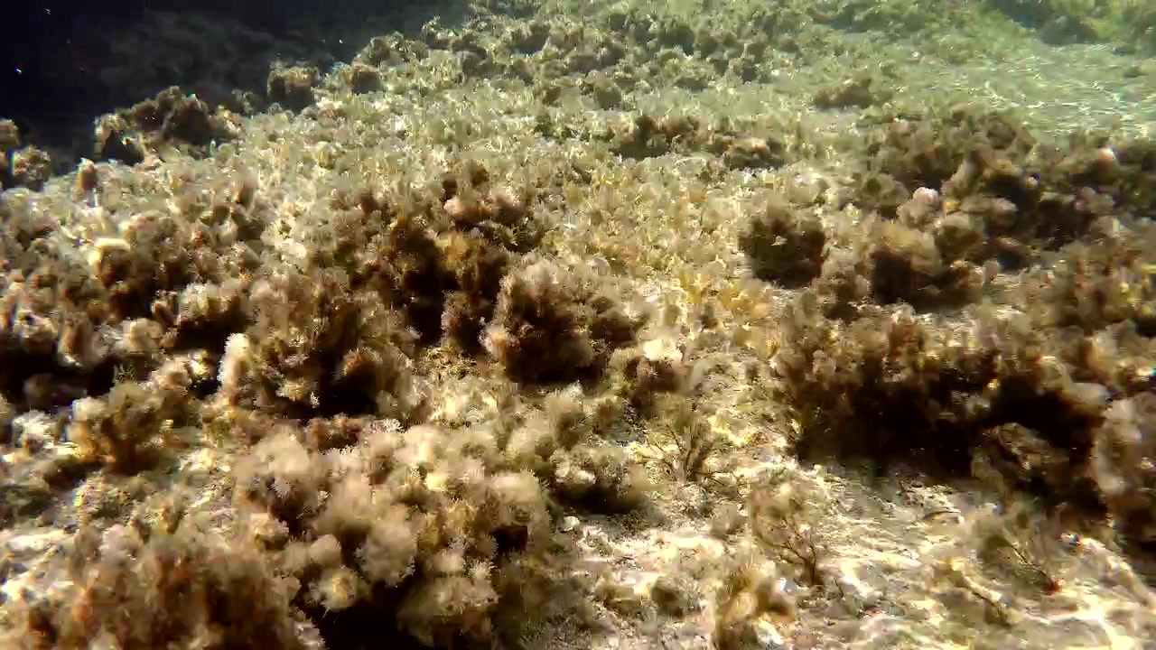 Vista subacquea di alghe marine e rocce sul fondale marino