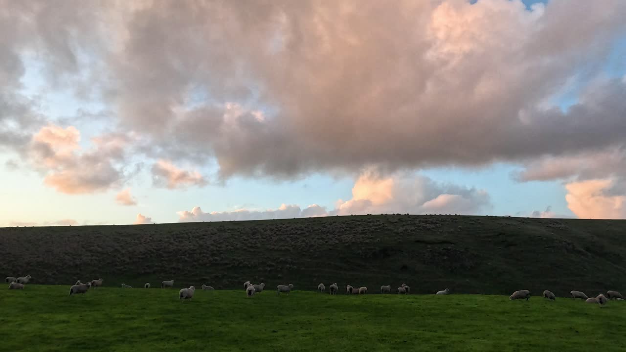 다채로운 해가 지는 아래 울창한 풀에서 양들이 먹이를 먹고 있다