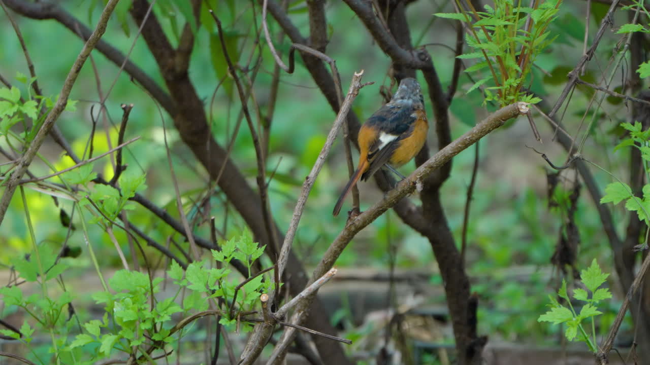 Daurian Redstart Perched on a Branch