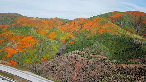 aerial descending shot of the super bloom of golden poppies by lake elsinore california and walker canyon by the i15