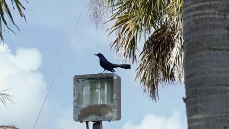 Slow-motion-shot-of-a-beautiful-black-Boat-Tailed-Grackle-bird-perched-on-top-of-a-street-light-in-the-tropical-Bahamas-surrounded-by-exotic-palm-trees-on-a-warm-sunny-summer-day