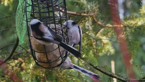 Grupo-De-Pájaros-De-Cola-Larga-Comiendo-Bolas-De-Grasa-Colgando-En-El-Comedero-Para-Pájaros