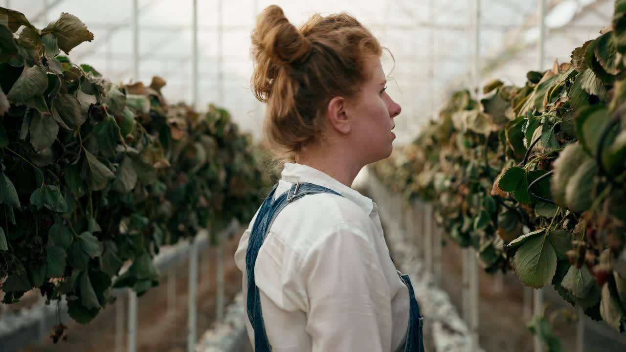 셔츠를 입은 은 머리카락을 가진 슬픈 소녀 농부는 농장의 온실에서 은 딸기를 조사하고 그녀의 머리를 가져갑니다.