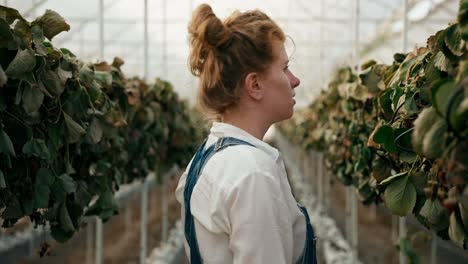 A-sad-girl-farmer-with-red-hair-in-a-white-shirt-examines-wilted-strawberries-in-a-greenhouse-on-the-farm-and-takes-her-head