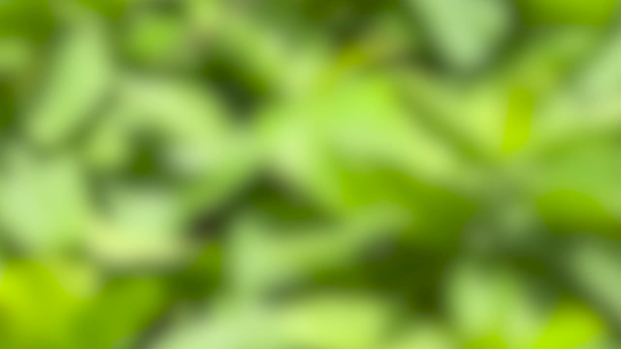 Out-of-focus green leaves create a dreamy, abstract background in bright natural daylight